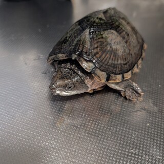 カブトニオイガメ　6歳 甲羅の長さ15cmほど