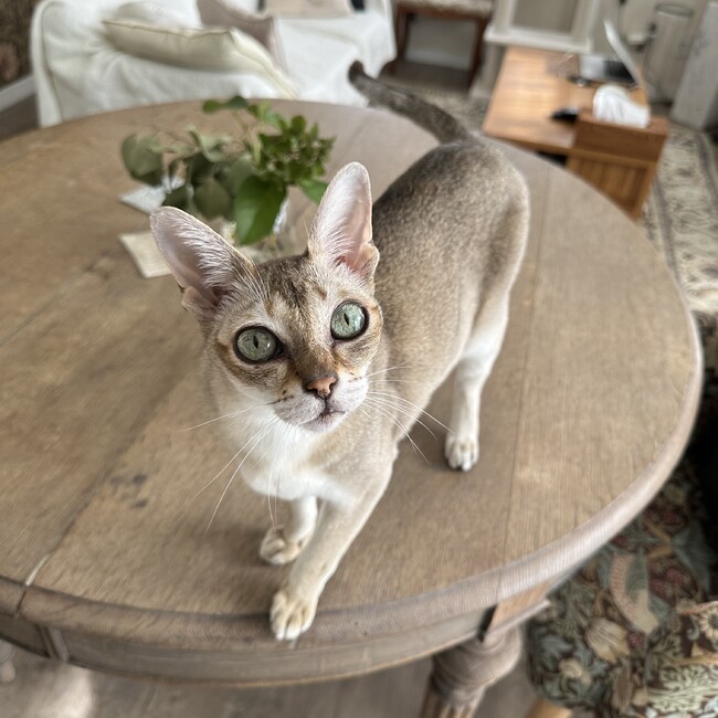 tildaのカバー写真
