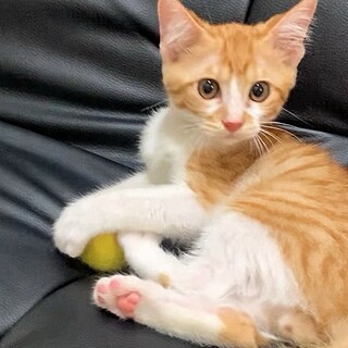優しさ100点！甘えん坊♡ルークくん