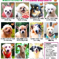 保護犬と出逢いの会【＠人気ドッグカフェ】 サムネイル3