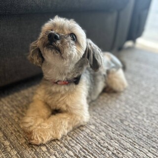 人が大好きなシープーの男の子　