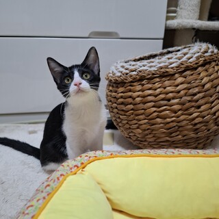 はちわれ子猫4か月★るいちゃん