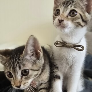 可愛い兄妹子猫の里親さん募集中！