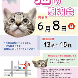 【臨時】小さなねこの譲渡会＠JR芦屋駅から徒歩3分 サムネイル1