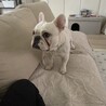 にゃんにゃん143