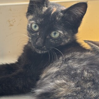 黒錆？いやほぼ黒猫！の女の子♡