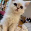 ペルシャ子猫　オス