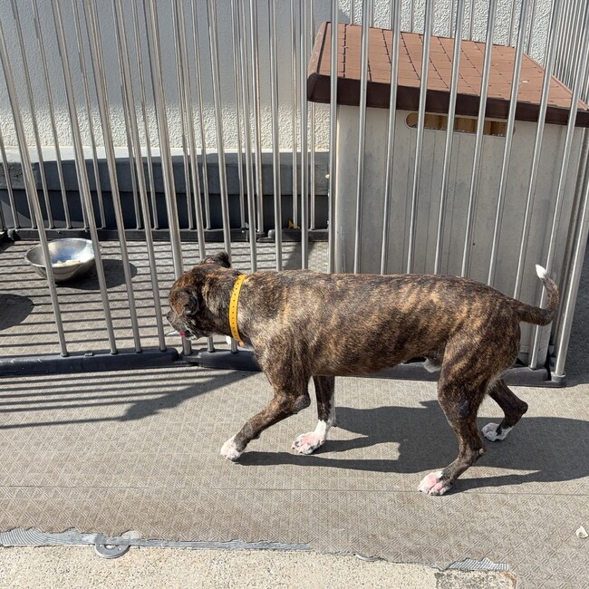 よろしくラッキーのカバー写真