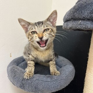 3ヶ月の元気な男の子コナンくん！