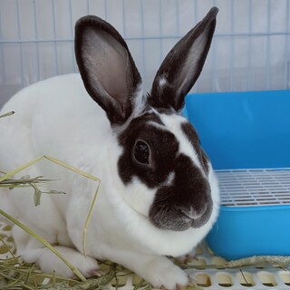 少しビビりなかわいいミニレッキスの女の子です♡