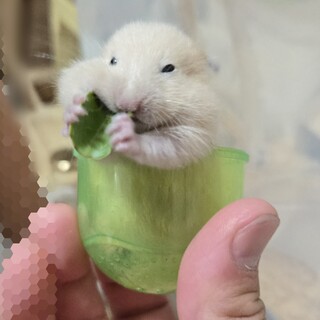 ゴールデンハムスターキンクマの赤ちゃん