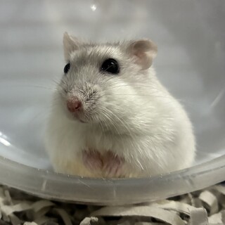 ジャンガリアンハムスターの兄弟姉妹の里親募集です