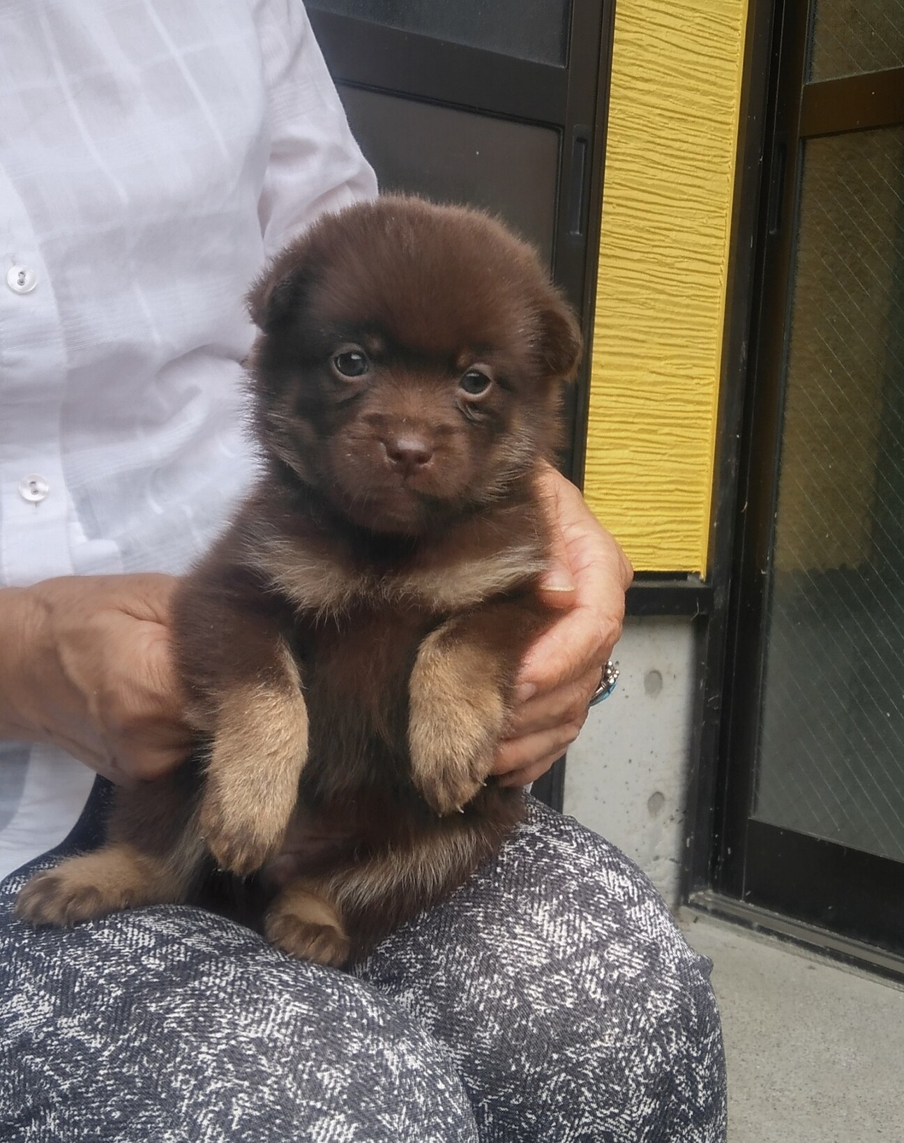 甘えん坊のナナちゃん」広島県 - 犬の里親募集(522228) :: ペットの