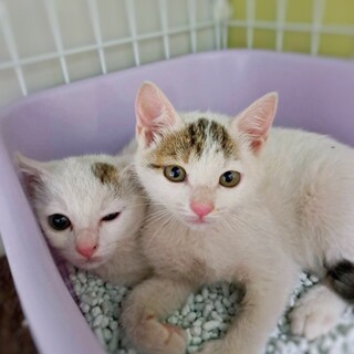 前髪がチャームポイントの白いふわふわ兄妹