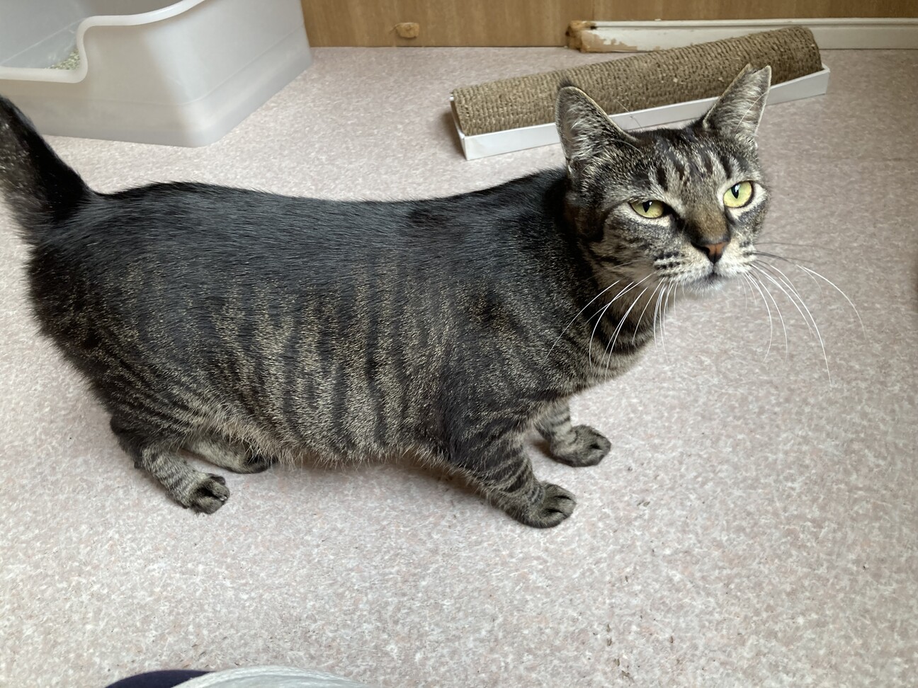 子猫みたいなママ猫ビーちゃん」千葉県 - 猫の里親募集(522231