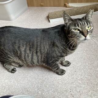 子猫みたいなママ猫ビーちゃん