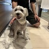 ちーじゃく
