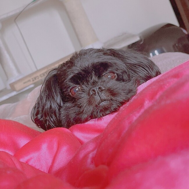 ちゃんあげのカバー写真