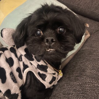 真っ黒で元気な子です