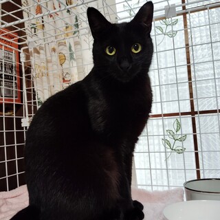 黒猫のゆりちゃん（相模原市生活衛生課）