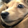 チョコぱ