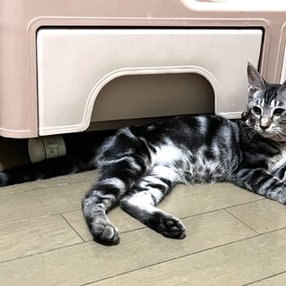 アメショ風の女の子です