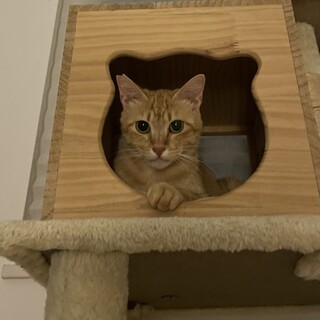 ツン強め(たまにデレ)の茶トラ猫