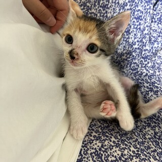 三毛猫姉妹 あんず ぽんず 2人一緒にお迎え希望