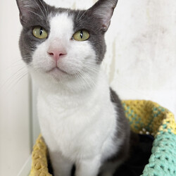 ラブとハッピー府中【保護猫譲渡会】  サムネイル2