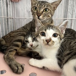 ラブとハッピー府中【保護猫譲渡会】  サムネイル3