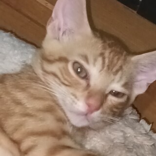 明るい性格のスレンダー 茶トラ 坊や3ヶ月