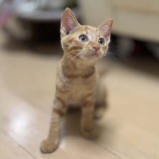 大変希少な♂三毛仔猫3週」茨城県 - 猫の里親募集(521924
