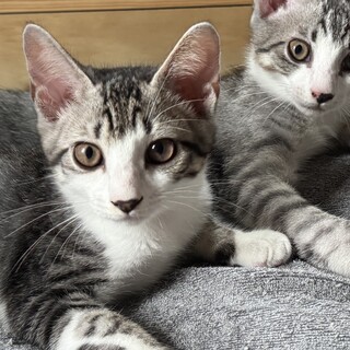 3ヶ月オス兄弟2匹 (1匹のみでも募集可)