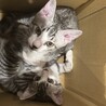 3ヶ月オス兄弟2匹 (1匹のみでも募集可) サムネイル2