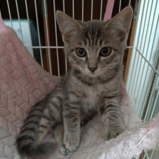 三毛猫仔猫（プロフ必読） 三毛猫仔猫（プロフ必読）様専用 - メルカリ