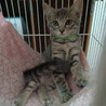 きれいなグレートラの美猫『あおい』ちゃん サムネイル2