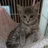 きれいなグレートラの美猫『あおい』ちゃん サムネイル3