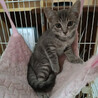 きれいなグレートラの美猫『あおい』ちゃん サムネイル4