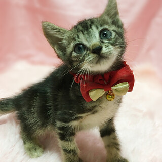 ときめき兄妹！アメショ柄『こころ君』２ヶ月