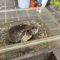 亀の引き取りを探してます