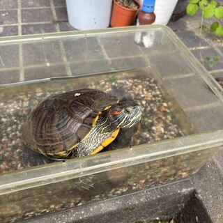 亀の引き取りを探してます