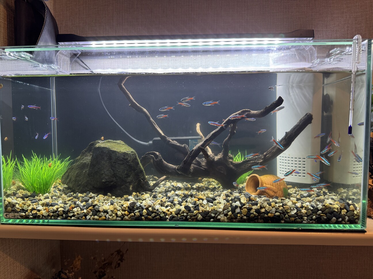 【水槽内の生体 譲渡（有料）】 水槽内の生体 譲渡（有料）】