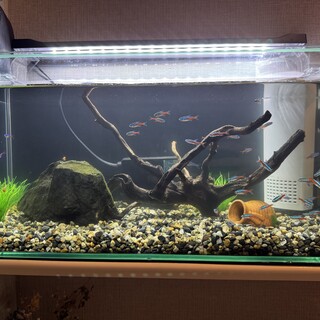 ネオンテトラ＋アクア用品一式（45cm水槽）