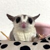 ぽむてむ