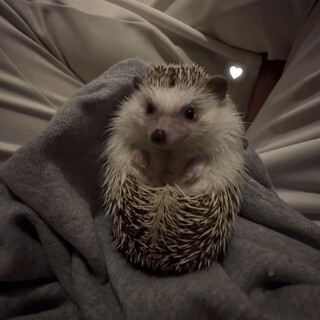 今回に限りハリネズミの里親を探しております