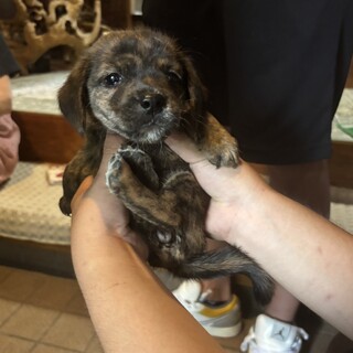 ユニ(旧ベース)ちゃん