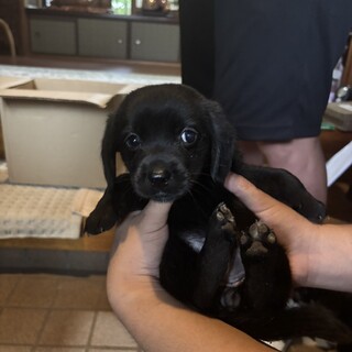 ラナ(旧テニス)ちゃん