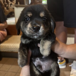 ラッキー(旧バスケット)くん