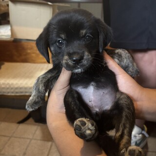 マナ(旧フット)ちゃん