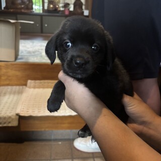 ロイ(旧バレー)くん